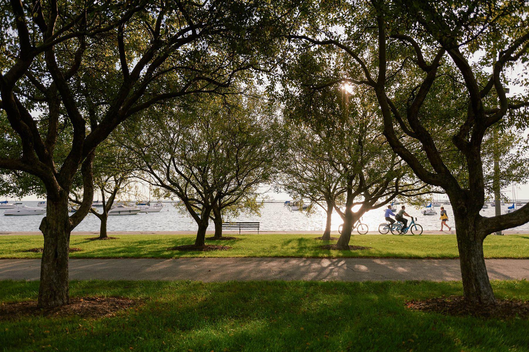 Park in downtown Chicago with large trees and green space