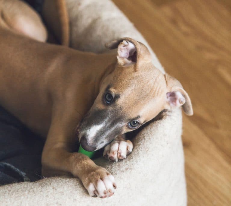 The Best Pet-Friendly Living in Chicago